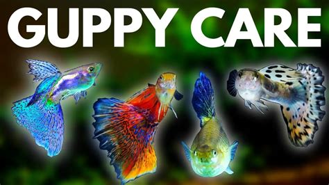 How to Care For Guppies – A Complete Guide .
